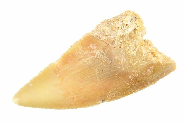 Serrated, Raptor Tooth - Real Dinosaur Tooth #295724